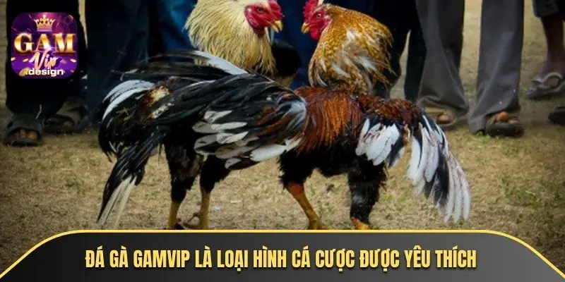 Đá gà GAMVIP là loại hình cá cược được yêu thích